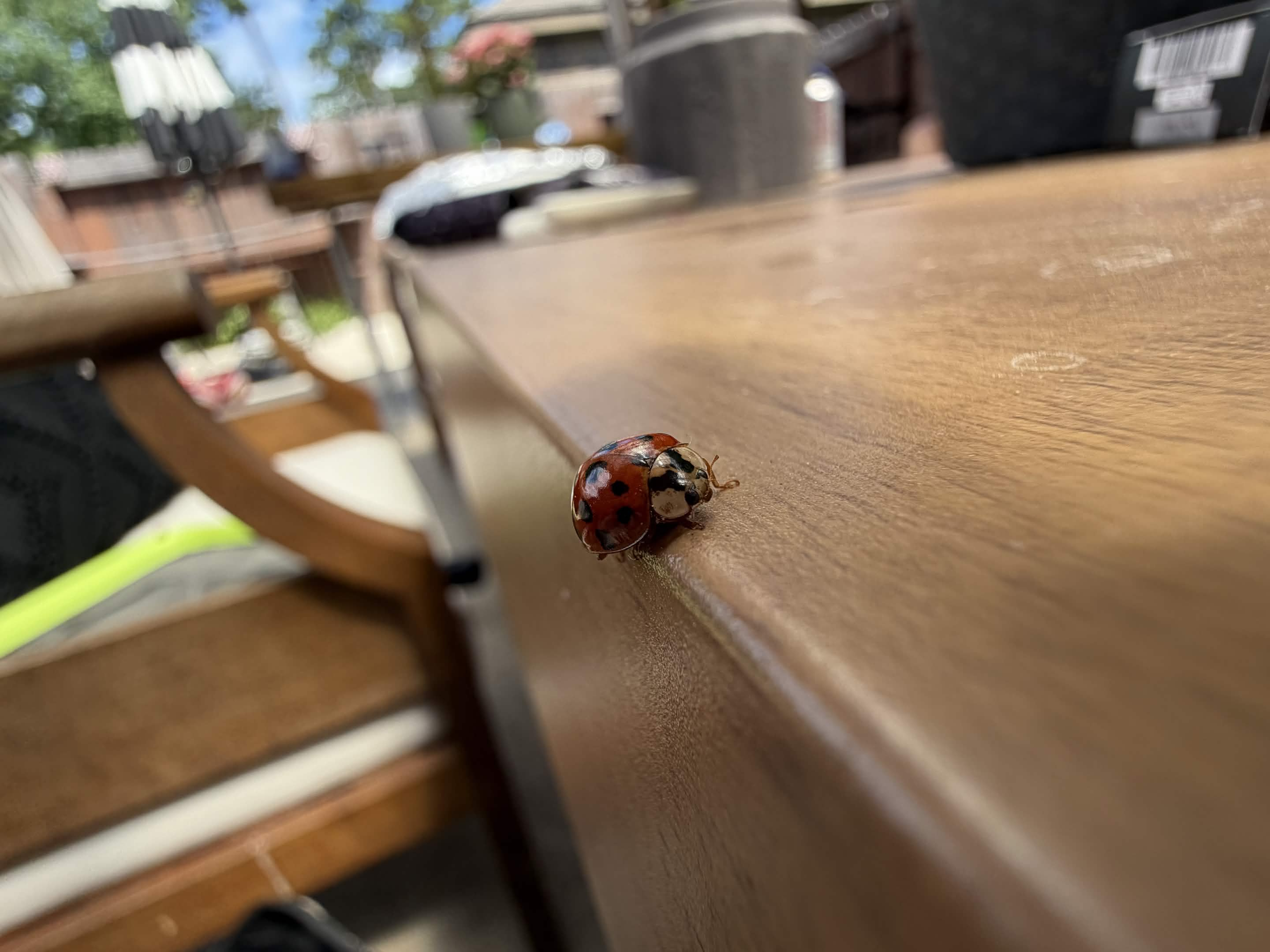 A ladybug on a wooden outdoor table